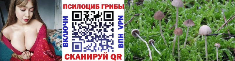 Псилоцибиновые грибы Psilocybe  купить закладку  Трубчевск 